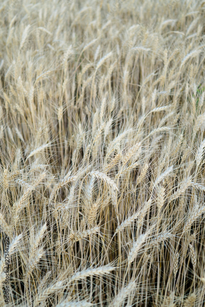 Fototapeta premium Ripe wheat field, yellow wheat ears close up