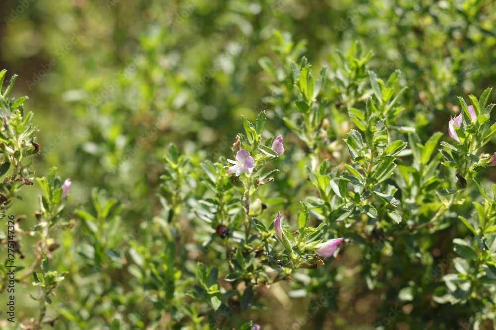 Spiny restharrow (Ononis spinosa) Spiny restharrow (Ononis spinosa)