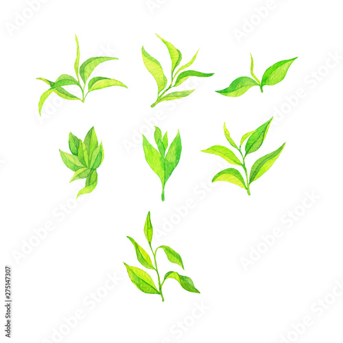 Green tea leaves collection isolated on white background. Hand drawn watercolor illustration.