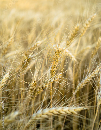 Ripe wheat field  yellow wheat ears close up