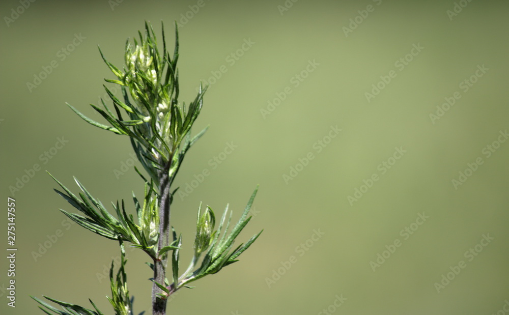 Fototapeta premium Green tall grass on a summer meadow. The background is blurred.