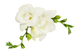 White freesia flower and buds