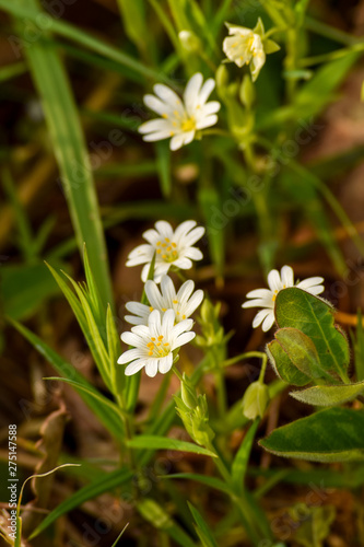 Great Stitchwort  Stellaria Holostea 