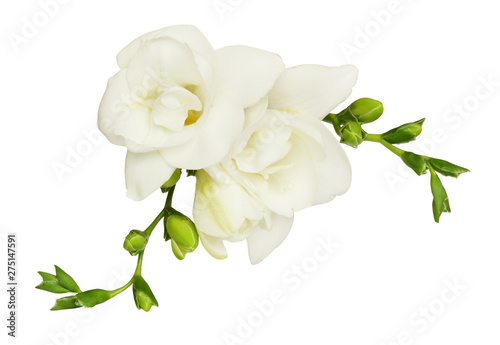 White freesia flower and buds