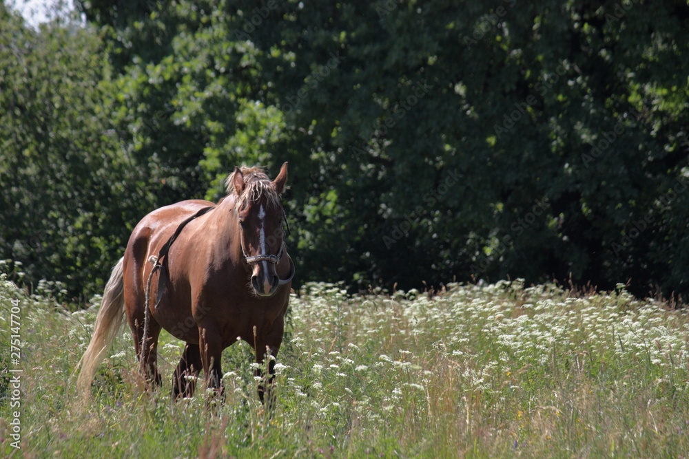 Horse grazing in a meadow with high green grass. Horse grazing in a meadow with high green grass.
