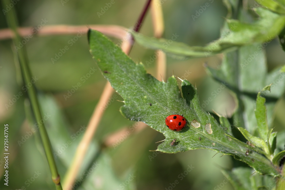 Ladybug crawling on a green plant. Ladybug crawling on a green plant.