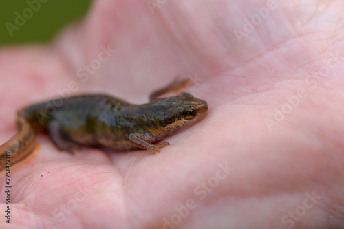 Smooth Newt (UK Common Newt) in hand, close