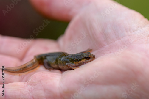 A Smooth Newt, also known as a Common Newt (Lissotriton vulgaris) with focus on the eye, held in a hand © Nick