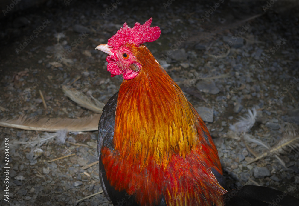 Fototapeta premium rooster male chicken color feathers black coop farming agriculture