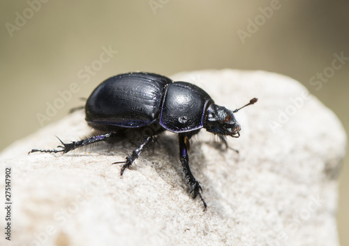 Dung beetle Trypocopris pyraeneus on brown background