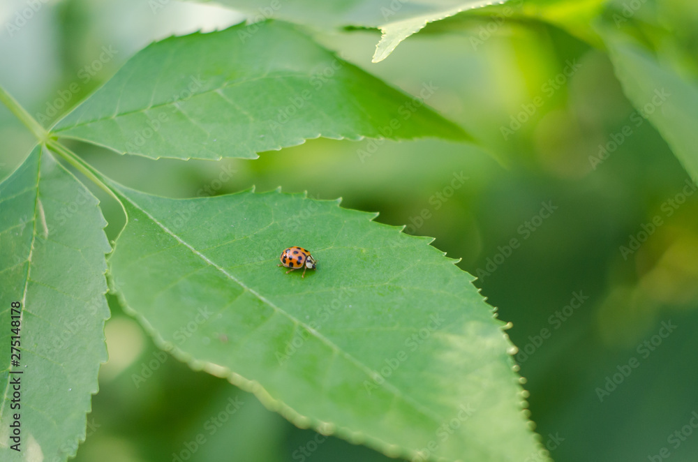 Ladybug on a juicy green leaf
