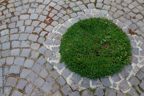 A circle of green grass in a paving stone.