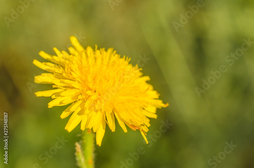 Yellow dandelion on a summer meadow