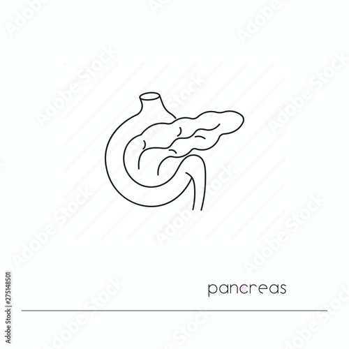 Pancreas icon isolated. Single thin line symbol of pancreas. Human body anatomy outline pictogram