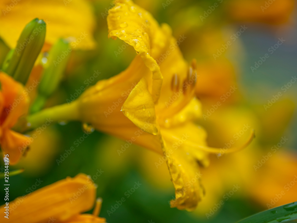 Daylily Daylily