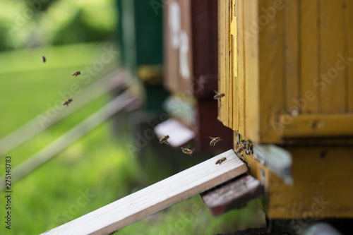 Obraz na płótnie beehive, bees entering the hive. Beekeeping and honey collection w salonie