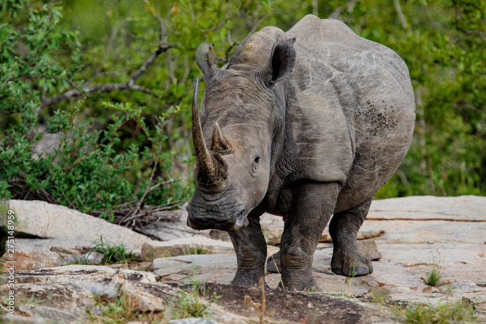 White Rhinoceros in Kruger National Park in South Africa White Rhinoceros in Kruger National Park in South Africa