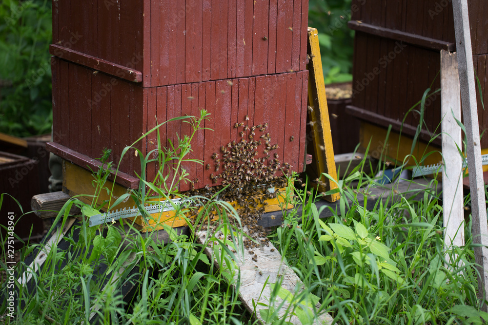 beehive, bees entering the hive. Beekeeping and honey collection