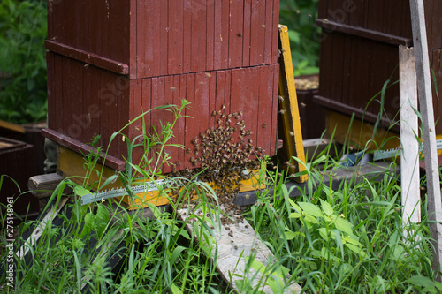 Obraz na płótnie beehive, bees entering the hive. Beekeeping and honey collection w salonie