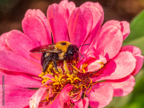 Bumblebee in garden