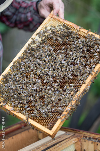 removing honey from a beehive - fresh honey in a frame removed by beekeeping.