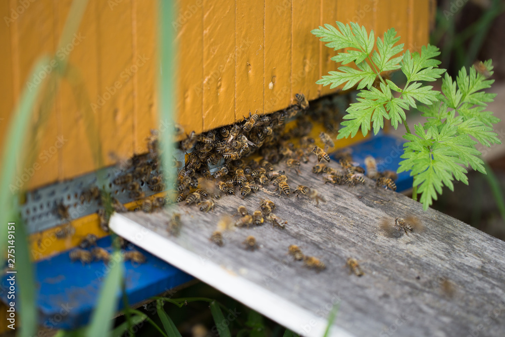 beehive, bees entering the hive. Beekeeping and honey collection