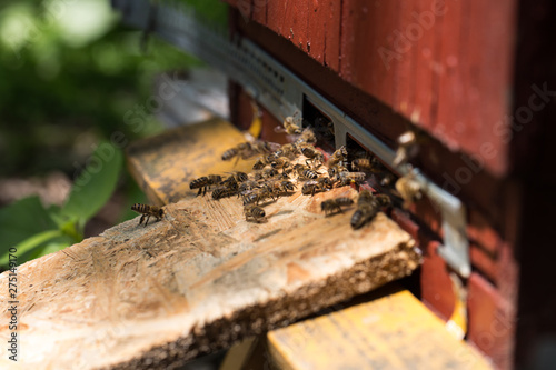 Obraz na płótnie beehive, bees entering the hive. Beekeeping and honey collection w salonie
