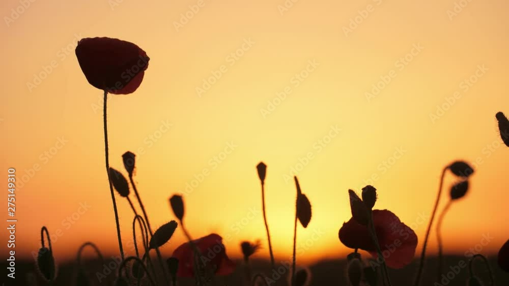 Romantic red poppies growing in a large meadow in Ukraine at golden sunset 
