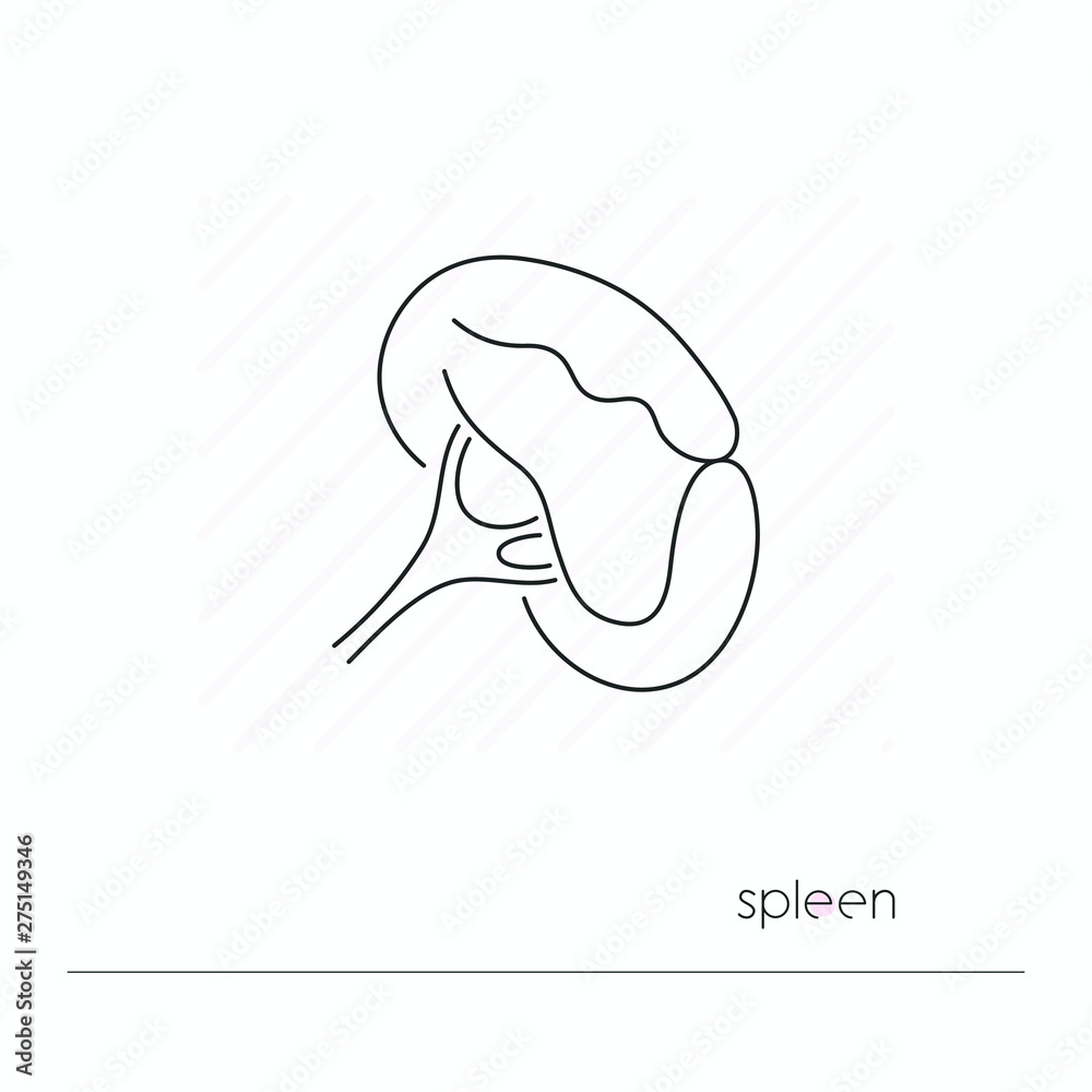 Spleen icon isolated. Single thin line symbol of abdomen organ. Human body anatomy outline pictogram Spleen icon isolated. Single thin line symbol of abdomen organ. Human body anatomy outline pictogram