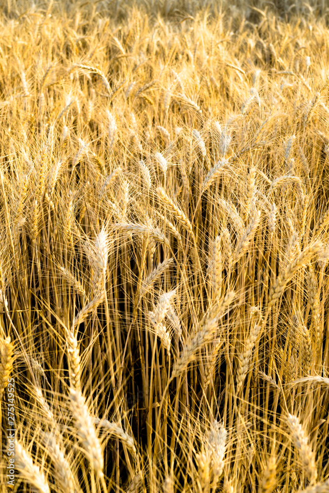 Fototapeta premium Ripe wheat field, yellow wheat ears close up