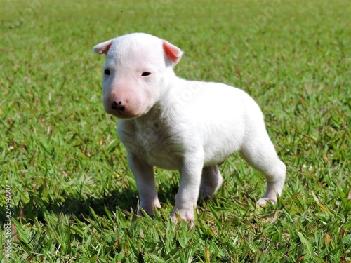Little puppies bull terrier © BRUNO