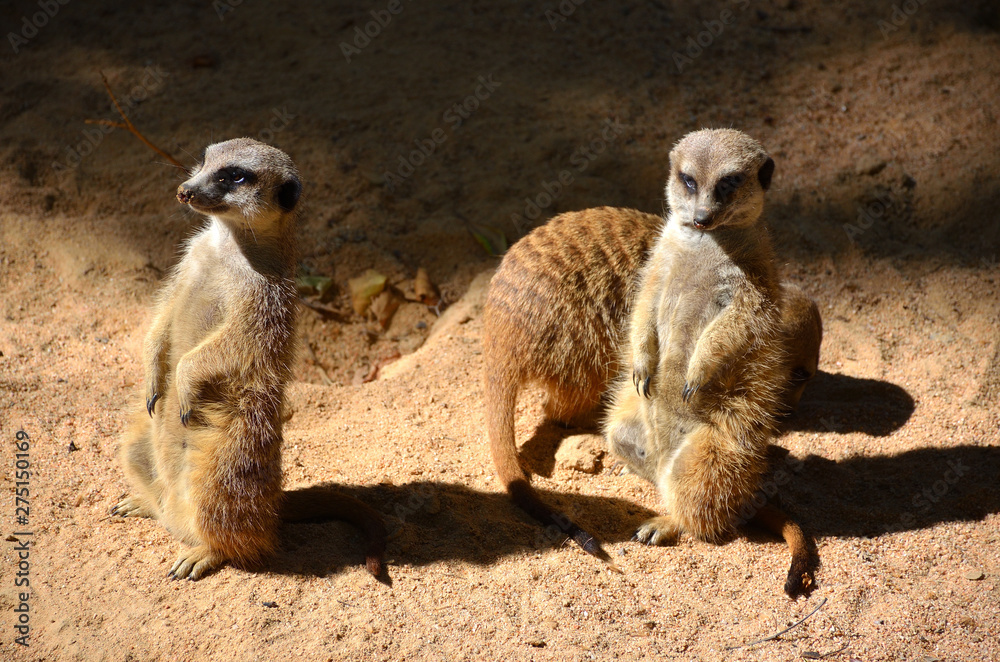 African Meerkats Watching the Surroundings African Meerkats Watching the Surroundings