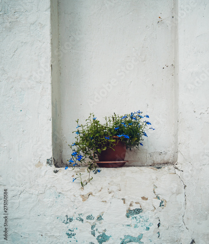 old window with flowers © kalabashka