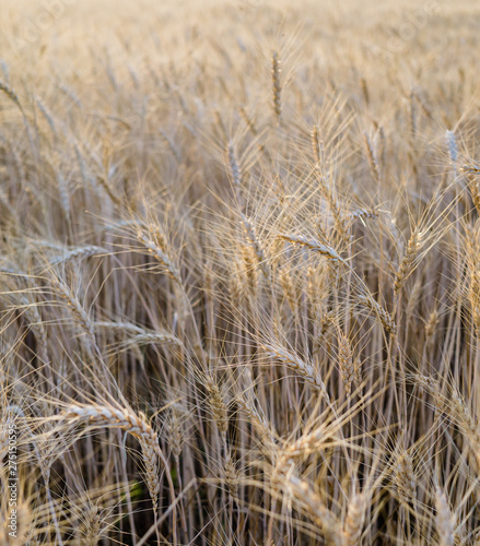 Ripe wheat field, yellow wheat ears close up