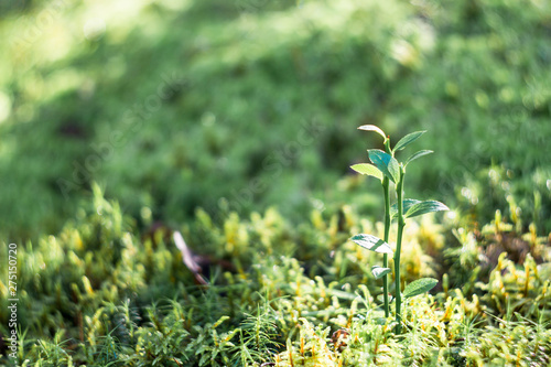 Young plant in the morning light on nature background