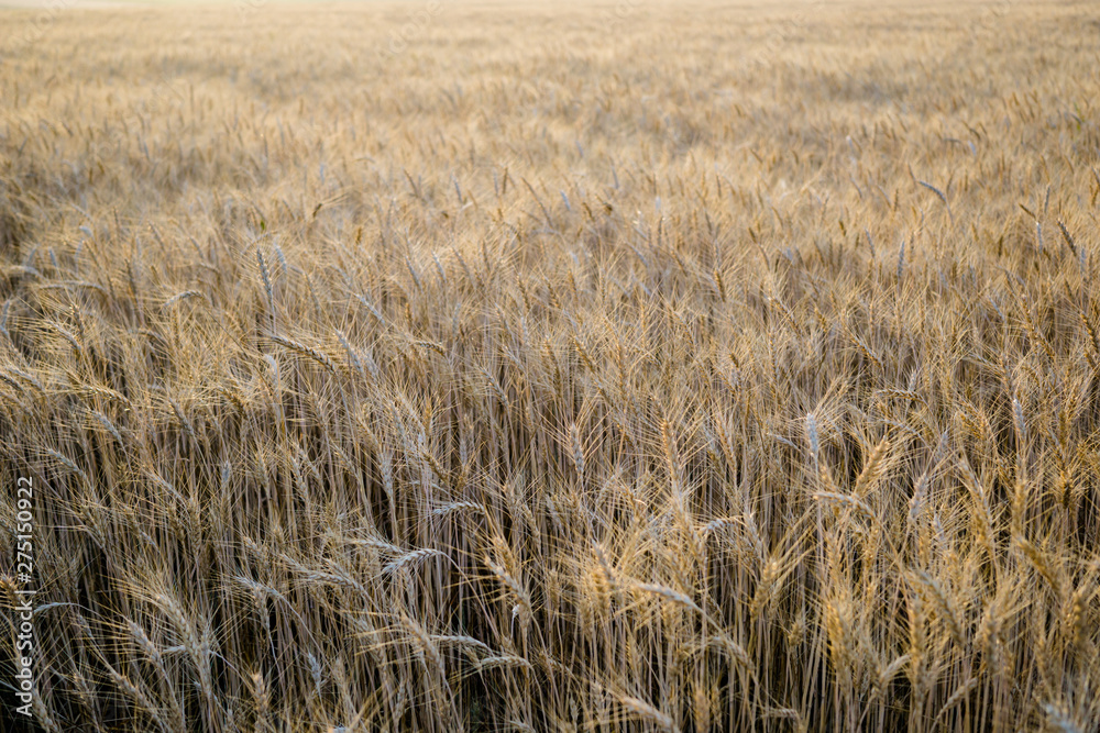 Ripe wheat field, yellow wheat ears close up