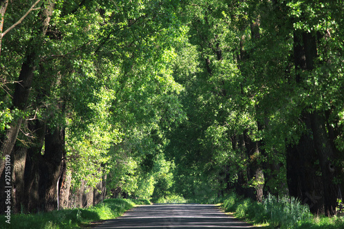 The road with the poplars  Populus suaveolens . Summer landscape with green road tunnel. Typycal fragrant poplar