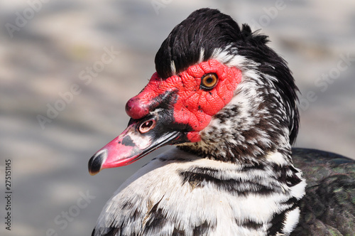 Portrait of Indoout  musk duck  barbarian duck  mute swan  close-up on a farm.