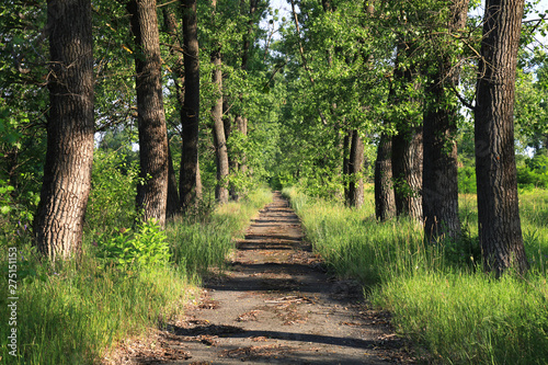 Fotografia An old alley in the park with poplars (Populus suaveolens)