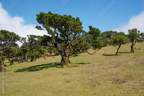 Old laurel forest in Fanal in the middle of the Laurissilva Forest. The forest is on the Paul da Serra plateu on the island of Madeira