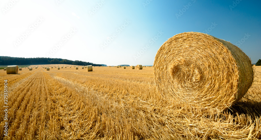 big role harvested straw on the mown field with great perspective and other roles, background consists of pure blue sky and sun in the frame big role harvested straw on the mown field with great perspective and other roles, background consists of pure blue sky and sun in the frame