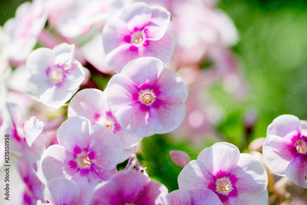 White-pink inflorescences of flowers on a background of green. Macro photo White-pink inflorescences of flowers on a background of green. Macro photo