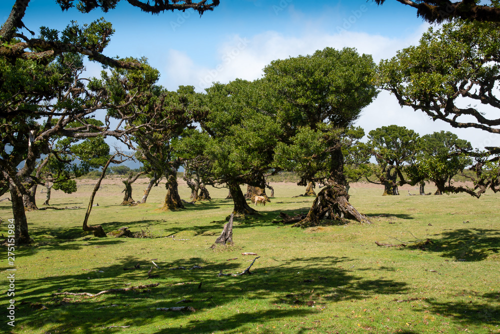 Fototapeta premium Old laurel forest in Fanal in the middle of the Laurissilva Forest. The forest is on the Paul da Serra plateu on the island of Madeira
