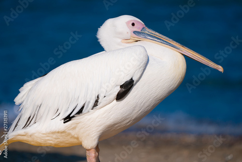 white pelican resting by the sea