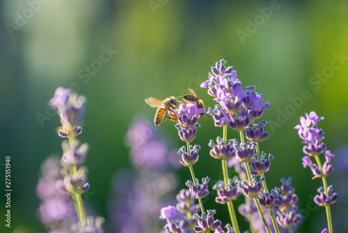 Fototapeta Naklejka Na Ścianę i Meble -  bees collect nectra from a lavender honey plant. Macro Photo