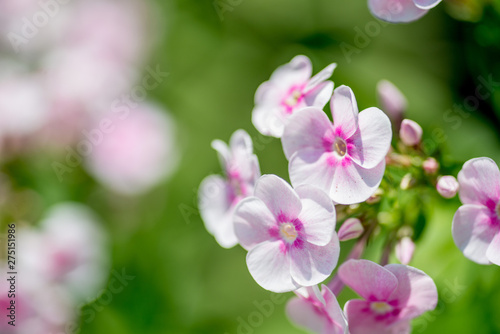 White-pink inflorescences of flowers on a background of green. Macro photo