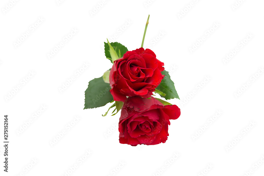 Two beautiful red roses on white background with clipping path, Isolated background. Two beautiful red roses on white background with clipping path, Isolated background.