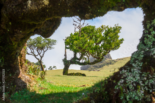 Old laurel in Fanal in the middle of the Laurissilva Forest. The forest is on the Paul da Serra plateu on the island of Madeira