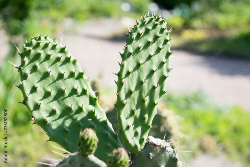 Cactus close up photo with blured background Cactus close up photo with blured background