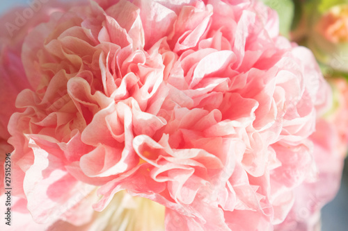 Large pink flower macro photo. Summer garden plant. © Elena